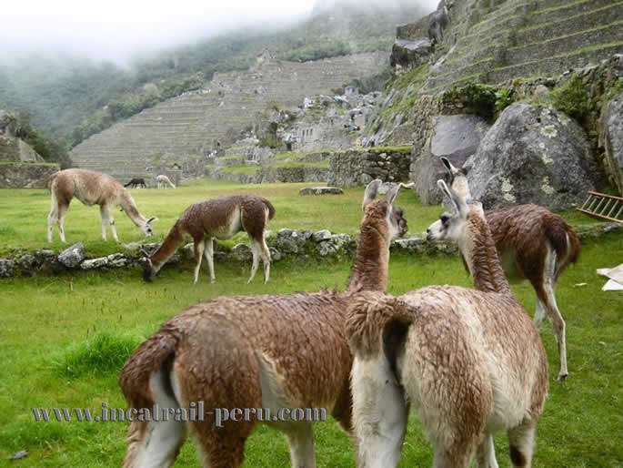 Llamas in the altitude